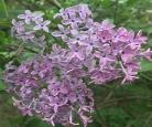 《丁香花菩提树》步微澜