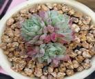 朱砂痣nph芥西全文阅读