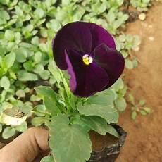 花洒三色堇