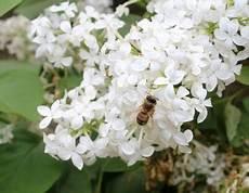 丁香花菩提树by步微澜